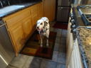 Filename=DSC00712.JPG
Filesize=364KiB
Dimensions=2048x1536
Date added=Feb 01, 2018 DSC00712.JPG