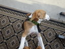 Filename=DSC00713.JPG
Filesize=544KiB
Dimensions=2048x1536
Date added=Feb 01, 2018 DSC00713.JPG