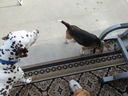 Filename=DSC00715.JPG
Filesize=598KiB
Dimensions=2048x1536
Date added=Feb 01, 2018 DSC00715.JPG