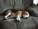 Filename=DSC00718.JPG
Filesize=383KiB
Dimensions=2048x1536
Date added=Feb 01, 2018 DSC00718.JPG