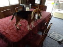 Filename=DSC00738.JPG
Filesize=460KiB
Dimensions=2048x1536
Date added=Feb 01, 2018 DSC00738.JPG