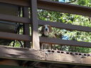 Filename=DSC00748.JPG
Filesize=537KiB
Dimensions=2048x1536
Date added=Feb 01, 2018 DSC00748.JPG