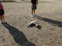 Filename=DSC01357.JPG
Filesize=979KiB
Dimensions=2048x1536
Date added=Feb 08, 2018 DSC01357.JPG