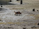 Filename=DSC01382.JPG
Filesize=893KiB
Dimensions=2048x1536
Date added=Feb 08, 2018 DSC01382.JPG