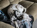 Filename=IMG_1818.JPG
Filesize=390KiB
Dimensions=2048x1536
Date added=Feb 08, 2018 IMG_1818.JPG