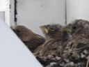 Filename=DSC01638.JPG
Filesize=327KiB
Dimensions=2048x1536
Date added=Feb 09, 2018 DSC01638.JPG