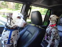 Filename=DSC01652.JPG
Filesize=458KiB
Dimensions=2048x1536
Date added=Feb 09, 2018 DSC01652.JPG