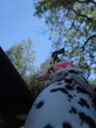 Filename=DSC01659.JPG
Filesize=238KiB
Dimensions=1536x2048
Date added=Feb 09, 2018 DSC01659.JPG