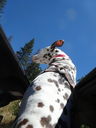 Filename=DSC01660.JPG
Filesize=356KiB
Dimensions=1536x2048
Date added=Feb 09, 2018 DSC01660.JPG