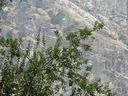 Filename=DSC02059.JPG
Filesize=839KiB
Dimensions=2048x1536
Date added=Feb 09, 2018 DSC02059.JPG