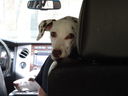 Filename=DSC02071.JPG
Filesize=324KiB
Dimensions=2048x1536
Date added=Feb 09, 2018 DSC02071.JPG