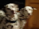 Filename=DSC02130.JPG
Filesize=317KiB
Dimensions=2048x1536
Date added=Feb 09, 2018 DSC02130.JPG
