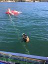Filename=IMG_0260.JPG
Filesize=430KiB
Dimensions=1536x2048
Date added=Sep 10, 2019 IMG_0260.JPG