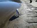 Filename=IMG_0525.JPG
Filesize=906KiB
Dimensions=2048x1536
Date added=Jan 17, 2019 IMG_0525.JPG