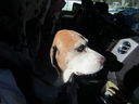 Filename=IMG_1190.JPG
Filesize=273KiB
Dimensions=2048x1536
Date added=Feb 01, 2018 IMG_1190.JPG