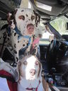 Filename=IMG_1191.JPG
Filesize=450KiB
Dimensions=1536x2048
Date added=Feb 01, 2018 IMG_1191.JPG