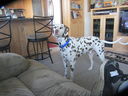 Filename=IMG_1237.JPG
Filesize=439KiB
Dimensions=2048x1536
Date added=Feb 01, 2018 IMG_1237.JPG