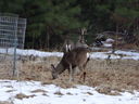 Filename=DSC00040.JPG
Filesize=532KiB
Dimensions=2048x1536
Date added=Feb 01, 2018 DSC00040.JPG