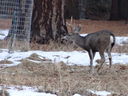 Filename=DSC00053.JPG
Filesize=508KiB
Dimensions=2048x1536
Date added=Feb 01, 2018 DSC00053.JPG
