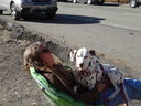 Filename=DSC00063.JPG
Filesize=834KiB
Dimensions=2048x1536
Date added=Feb 01, 2018 DSC00063.JPG