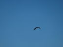 Filename=DSC01010.JPG
Filesize=146KiB
Dimensions=2048x1536
Date added=Feb 01, 2018 DSC01010.JPG