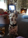 Filename=DSC01557.JPG
Filesize=361KiB
Dimensions=1536x2048
Date added=Feb 09, 2018 DSC01557.JPG