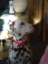 Filename=DSC01558.JPG
Filesize=354KiB
Dimensions=1536x2048
Date added=Feb 09, 2018 DSC01558.JPG