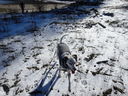 Filename=DSC01899.JPG
Filesize=789KiB
Dimensions=2048x1536
Date added=Feb 10, 2018 DSC01899.JPG