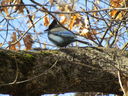 Filename=IMG_0053.JPG
Filesize=646KiB
Dimensions=2048x1536
Date added=Feb 11, 2018 IMG_0053.JPG