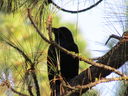 Filename=IMG_0072.JPG
Filesize=617KiB
Dimensions=2048x1536
Date added=Feb 11, 2018 IMG_0072.JPG