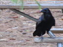Filename=IMG_0074.JPG
Filesize=482KiB
Dimensions=2048x1536
Date added=Feb 11, 2018 IMG_0074.JPG