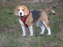 Filename=IMG_0077.JPG
Filesize=562KiB
Dimensions=2048x1536
Date added=Feb 11, 2018 IMG_0077.JPG