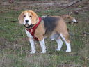 Filename=IMG_0078.JPG
Filesize=597KiB
Dimensions=2048x1536
Date added=Feb 11, 2018 IMG_0078.JPG