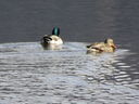 Filename=IMG_0084.JPG
Filesize=550KiB
Dimensions=2048x1536
Date added=Feb 11, 2018 IMG_0084.JPG