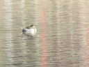 Filename=IMG_0085.JPG
Filesize=501KiB
Dimensions=2048x1536
Date added=Feb 11, 2018 IMG_0085.JPG
