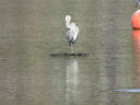 Filename=IMG_0086.JPG
Filesize=526KiB
Dimensions=2048x1536
Date added=Feb 11, 2018 IMG_0086.JPG