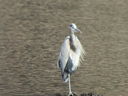 Filename=IMG_0090.JPG
Filesize=499KiB
Dimensions=2048x1536
Date added=Feb 11, 2018 IMG_0090.JPG