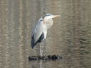 Filename=IMG_0092.JPG
Filesize=576KiB
Dimensions=2048x1536
Date added=Feb 11, 2018 IMG_0092.JPG