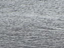 Filename=IMG_0096.JPG
Filesize=580KiB
Dimensions=2048x1536
Date added=Feb 11, 2018 IMG_0096.JPG