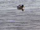 Filename=IMG_0097.JPG
Filesize=642KiB
Dimensions=2048x1536
Date added=Feb 11, 2018 IMG_0097.JPG