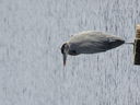 Filename=IMG_0102.JPG
Filesize=429KiB
Dimensions=2048x1536
Date added=Feb 11, 2018 IMG_0102.JPG