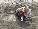 Filename=IMG_0108.JPG
Filesize=880KiB
Dimensions=2048x1536
Date added=Feb 11, 2018 IMG_0108.JPG