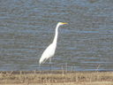 Filename=IMG_0116.JPG
Filesize=593KiB
Dimensions=2048x1536
Date added=Feb 11, 2018 IMG_0116.JPG