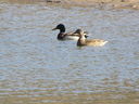 Filename=IMG_0119.JPG
Filesize=713KiB
Dimensions=2048x1536
Date added=Feb 11, 2018 IMG_0119.JPG