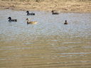 Filename=IMG_0120.JPG
Filesize=630KiB
Dimensions=2048x1536
Date added=Feb 11, 2018 IMG_0120.JPG