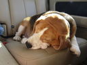 Filename=IMG_0130.JPG
Filesize=389KiB
Dimensions=2048x1536
Date added=Feb 11, 2018 IMG_0130.JPG