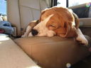 Filename=IMG_0132.JPG
Filesize=337KiB
Dimensions=2048x1536
Date added=Feb 11, 2018 IMG_0132.JPG