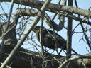 Filename=IMG_0135.JPG
Filesize=422KiB
Dimensions=2048x1536
Date added=Feb 11, 2018 IMG_0135.JPG