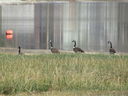 Filename=IMG_0136.JPG
Filesize=572KiB
Dimensions=2048x1536
Date added=Feb 11, 2018 IMG_0136.JPG
