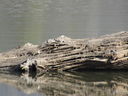 Filename=IMG_0138.JPG
Filesize=550KiB
Dimensions=2048x1536
Date added=Feb 11, 2018 IMG_0138.JPG